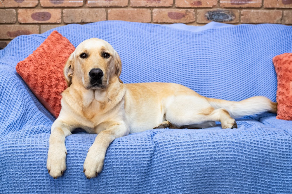 Paws for Hope Labrador X Golden Retriever Kingsley