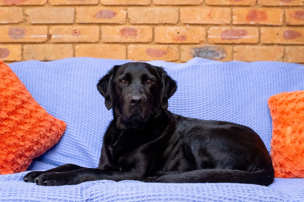 Paws for Hope Black Labrador X Golden Retriever Meadow