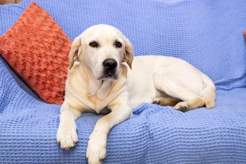 Paws for Hope Labrador X Golden Retriever River