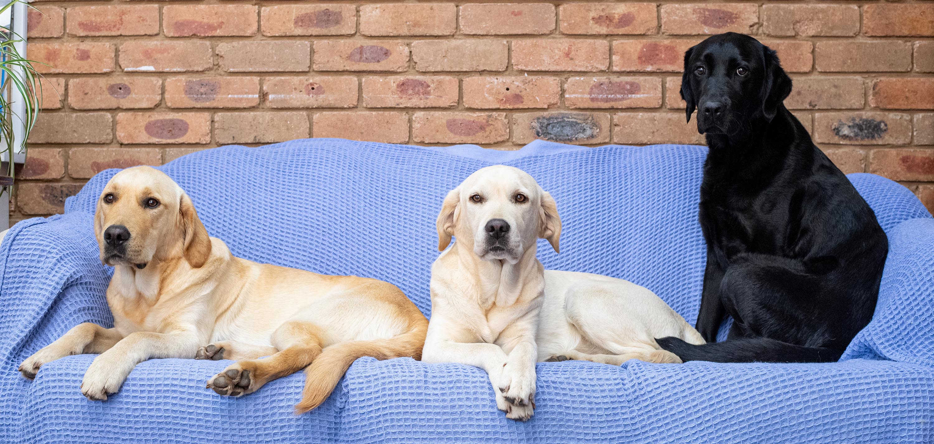 Paws for Hope Labradors